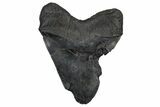 Fossil Megalodon Tooth - South Carolina #360780-2